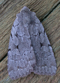 Northern Variable Dart